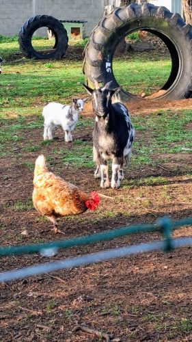 original_5b0d19b7-6162-41de-8fe1-34f08ff16ba4_20251016_093931